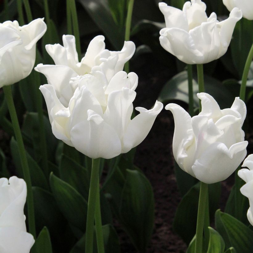 Triumph-Tulpe White Liberstar (Flowering)