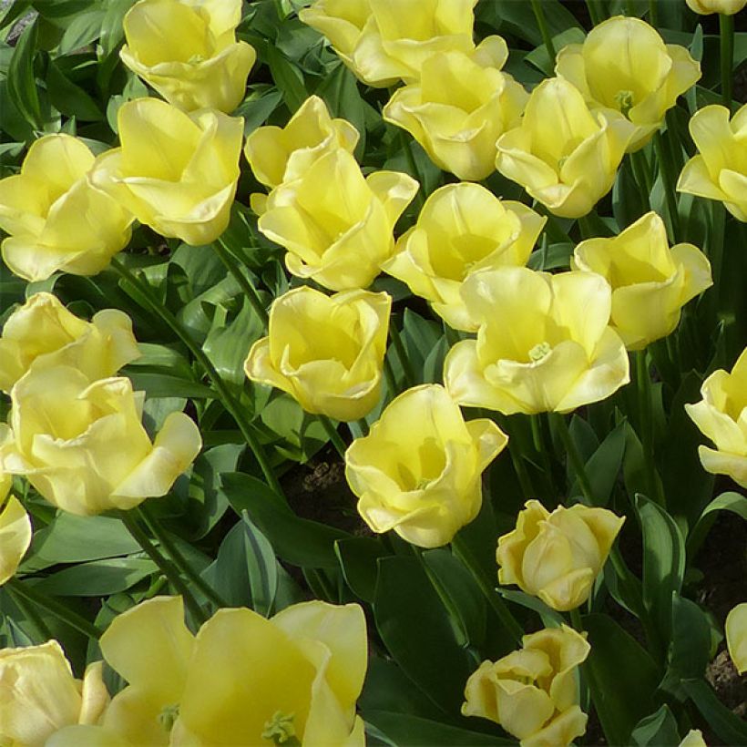 Triumph-Tulpe World Friendship (Flowering)