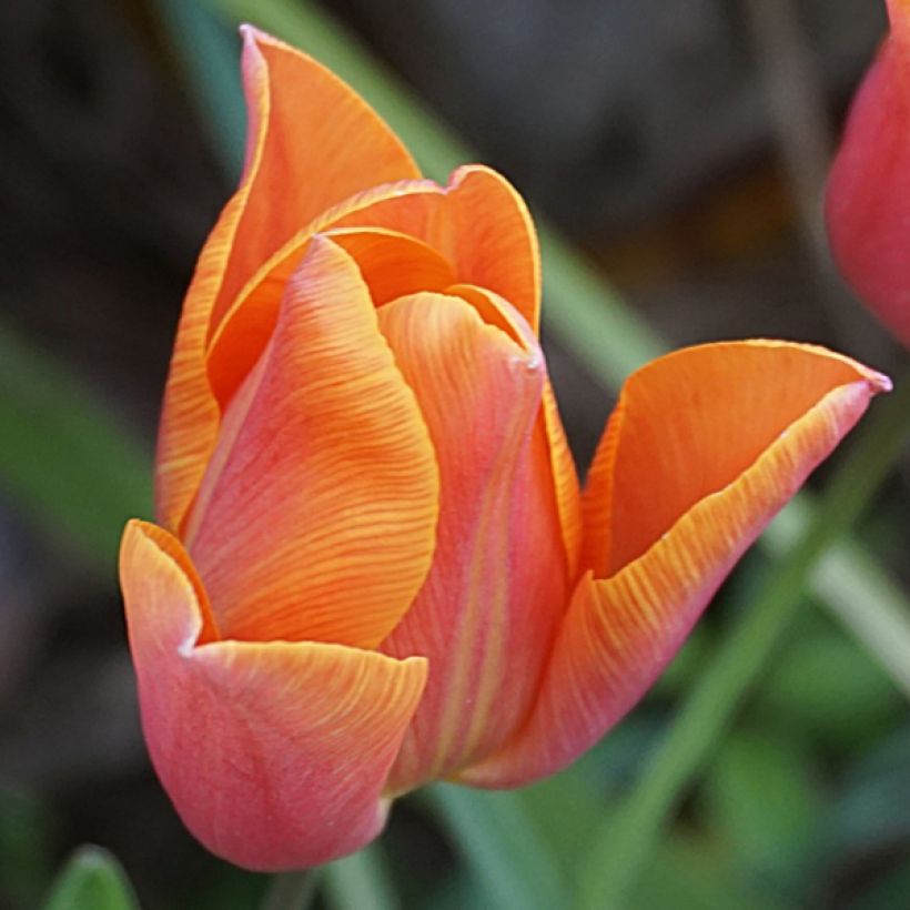 Triumph-Tulpe Véronique Sanson (Flowering)