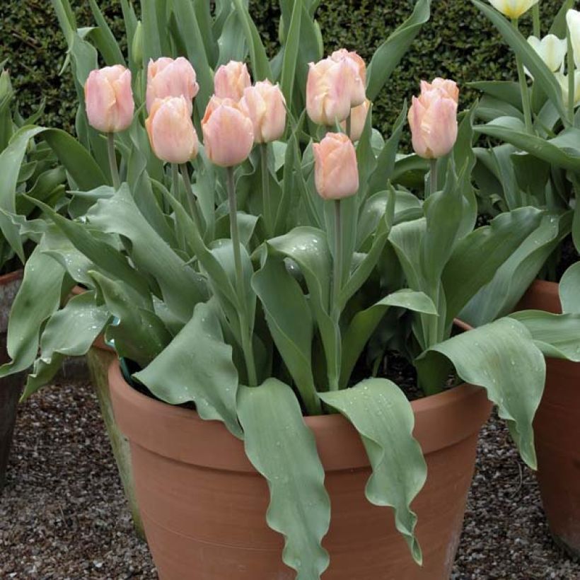 Frühe Einfache Tulpe Apricot Beauty (Plant habit)