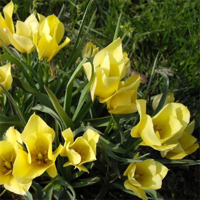 Tulipa linifolia Yellow Jewel - Leinblättrige Tulpe (Flowering)