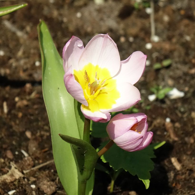 Tulipa bakeri Lilac Wonder - Felsen-Tulpe (Flowering)