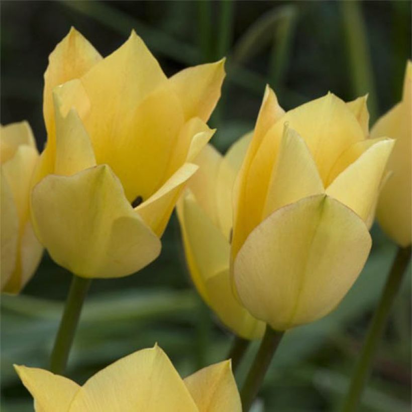 Tulipa batalinii Bronze Charm - Leinblättrige Tulpe (Flowering)