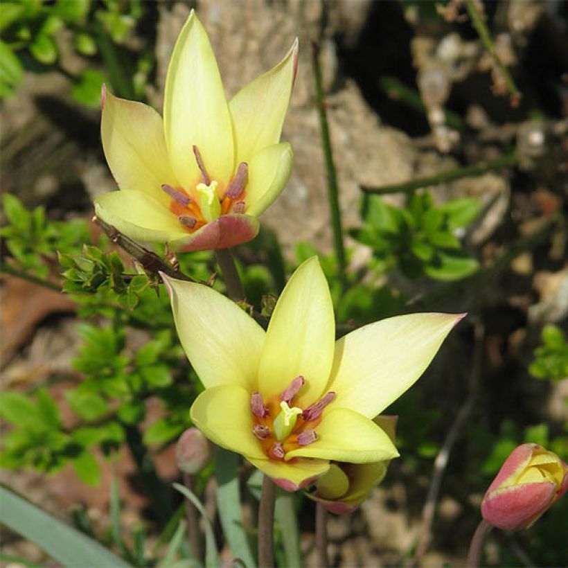 Tulipa clusiana Cynthia - Clusius-Tulpe (Flowering)