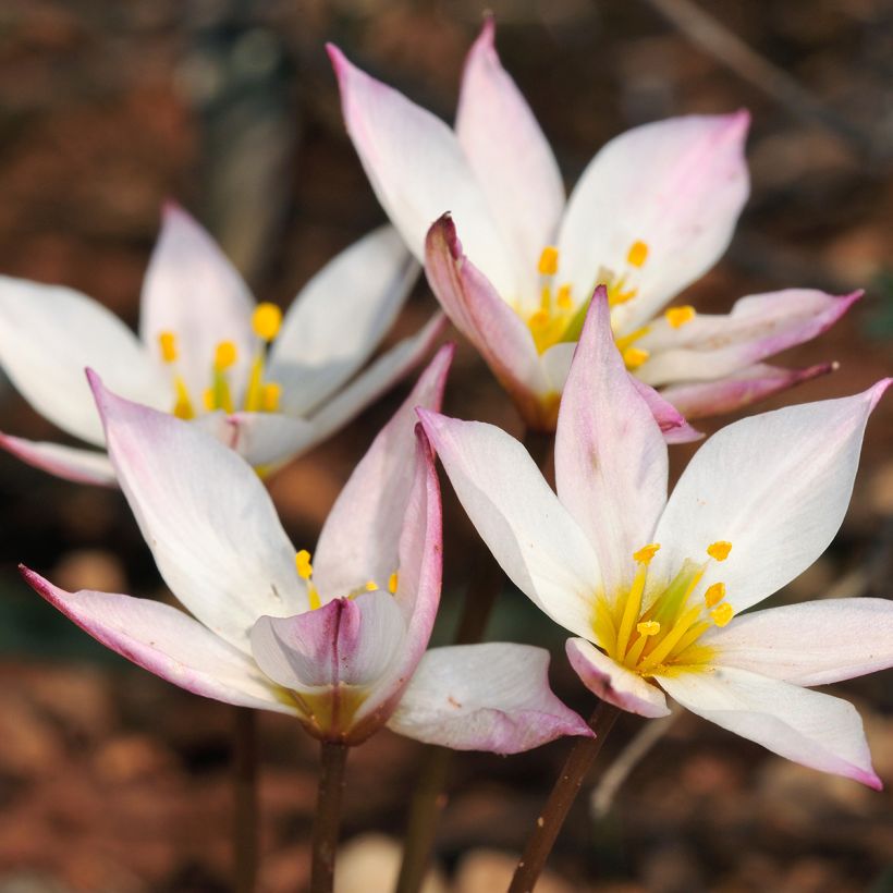 Tulipa cretica Hilde - Kretische Tulpe (Flowering)