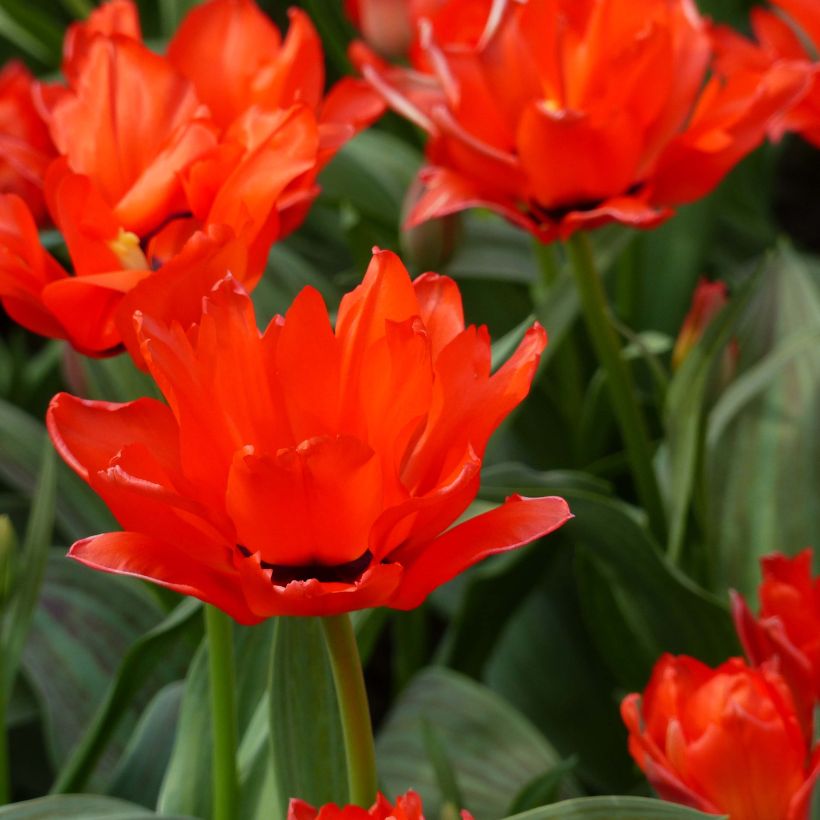 Tulipa greigii Chaperon Rouge Double (Flowering)