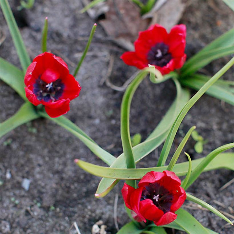 Tulipa humilis Lilliput - Niedrige Tulpe (Flowering)