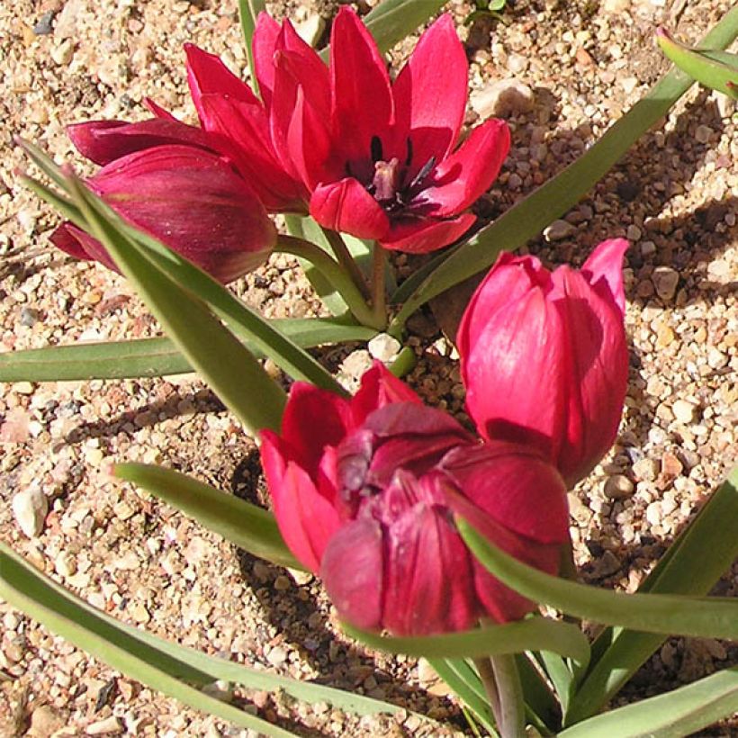 Tulipa humilis Lilliput - Niedrige Tulpe (Plant habit)