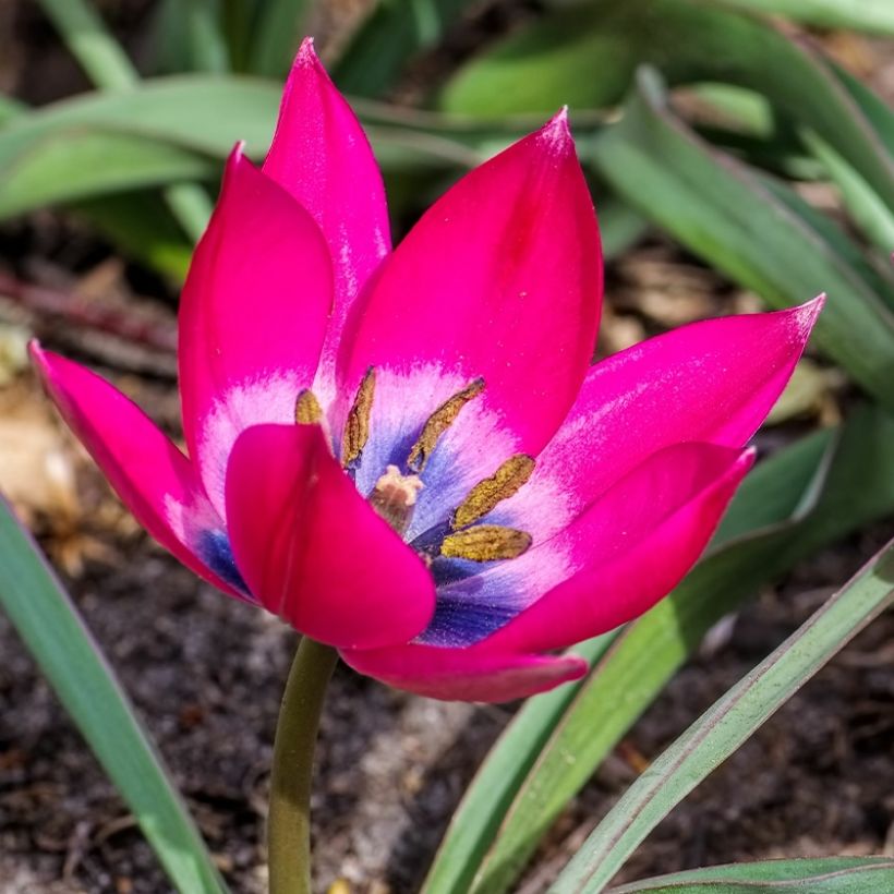 Tulipa humilis - Niedrige Tulpe (Flowering)