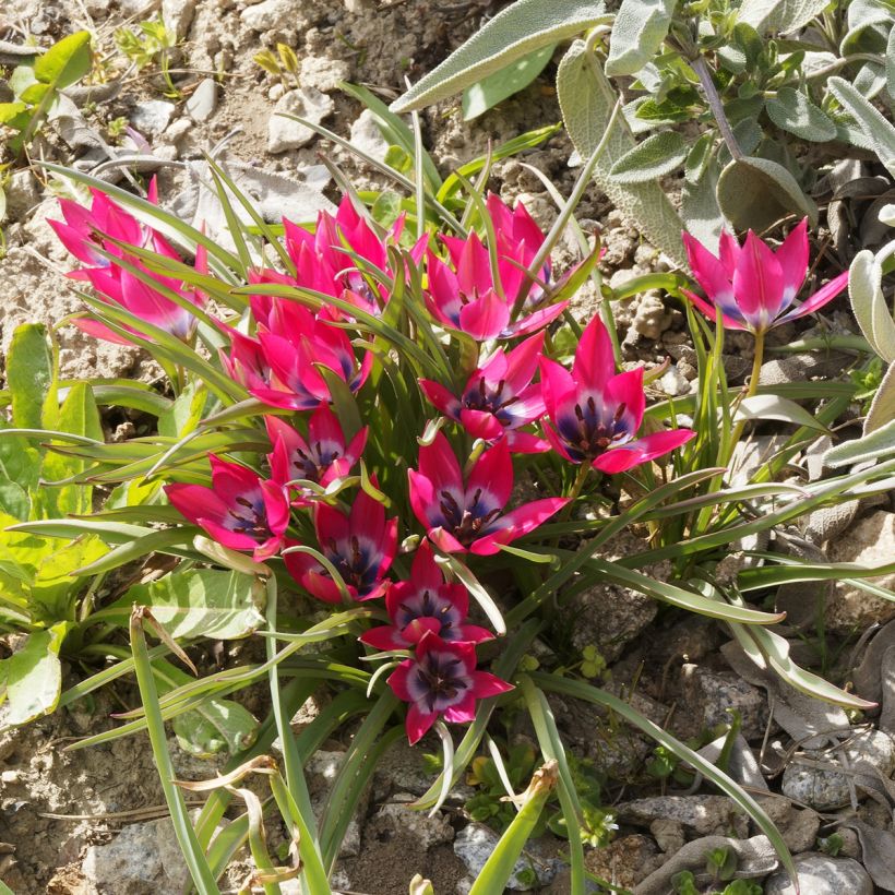Tulipa humilis - Niedrige Tulpe (Plant habit)