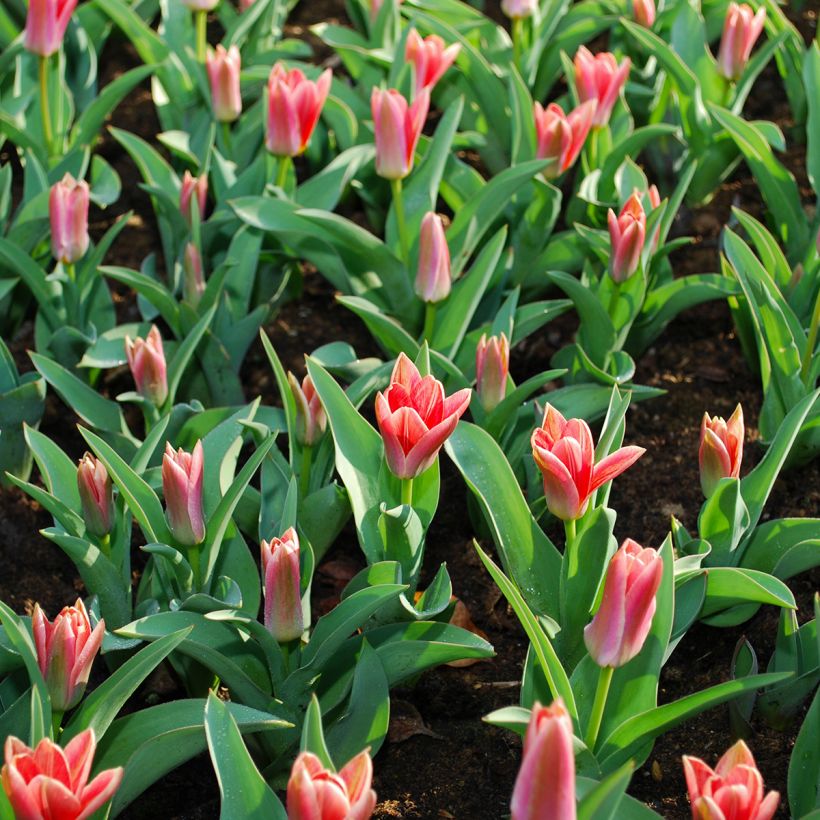 Tulipa kaufmanniana Fashion (Foliage)