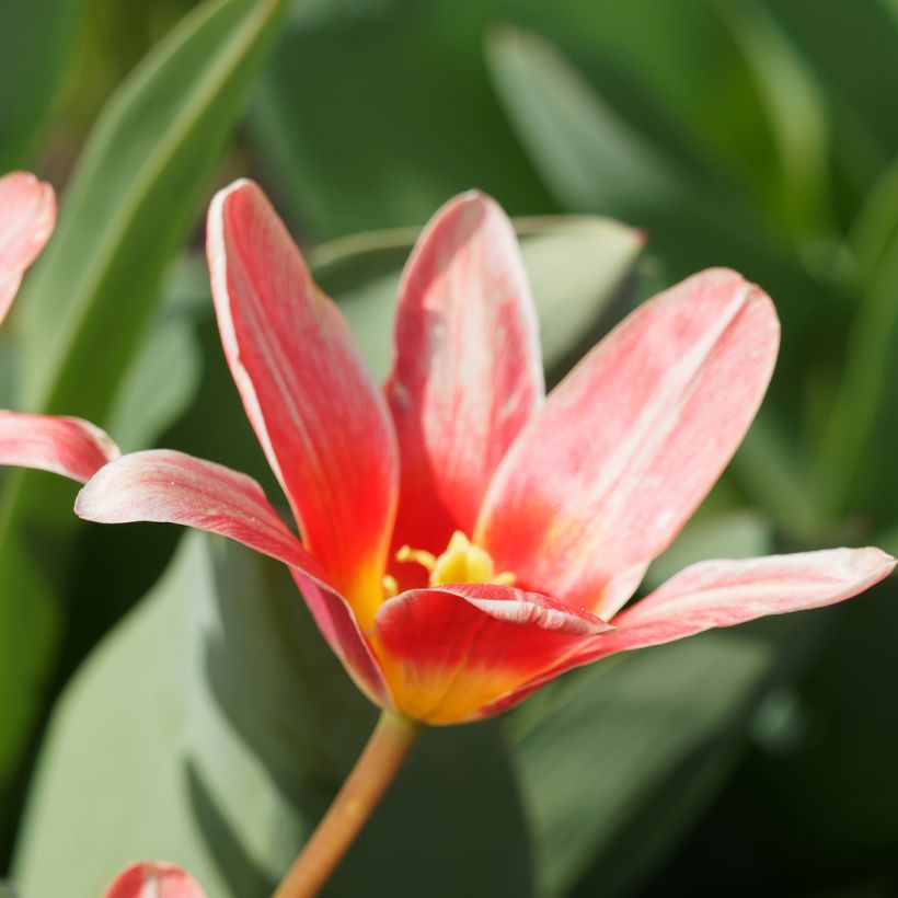 Tulipa kaufmanniana Fashion (Flowering)