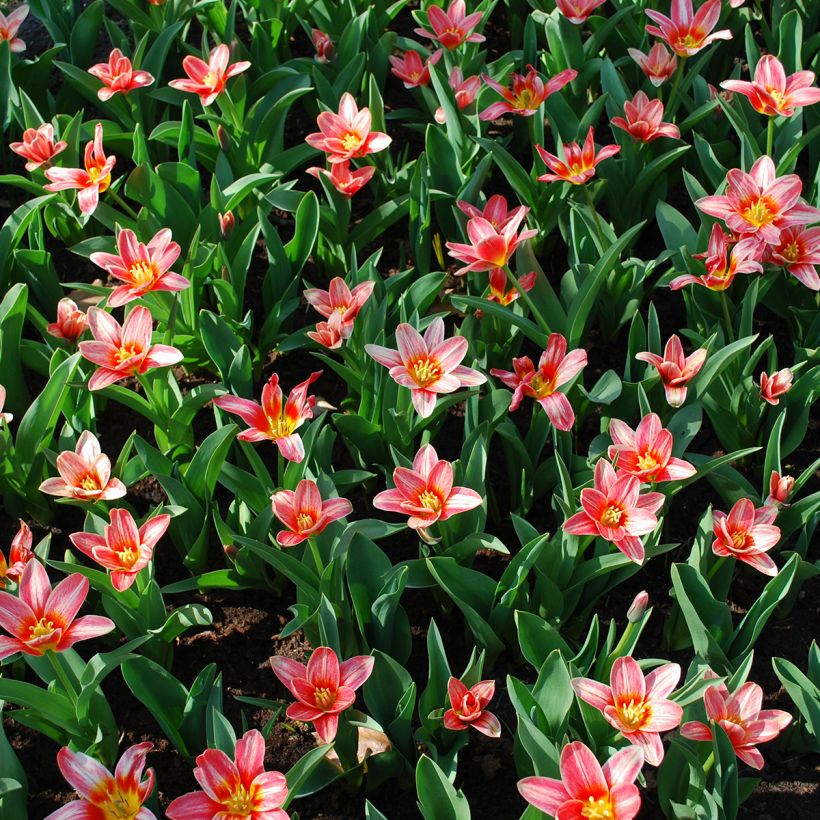 Tulipa kaufmanniana Fashion (Plant habit)