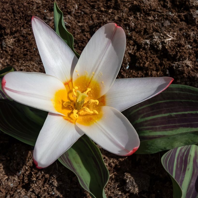 Tulipa kaufmanniana Heart's Delight (Flowering)