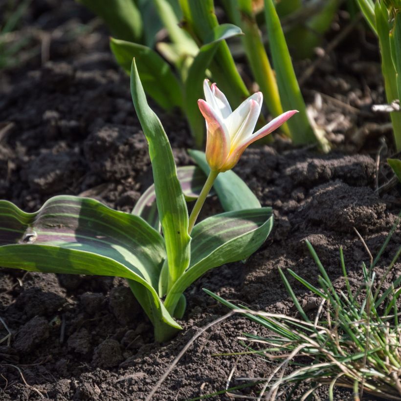 Tulipa kaufmanniana Heart's Delight (Plant habit)