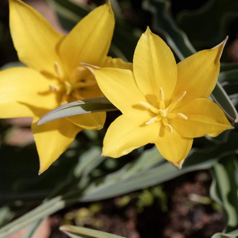 Tulipa kolpakowskiana - Kolpakowskis Tulpe (Flowering)