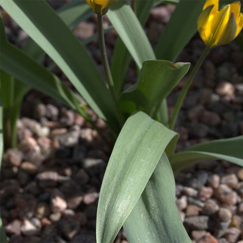 Tulipa neustruevae - Neustruews Tulpe (Foliage)