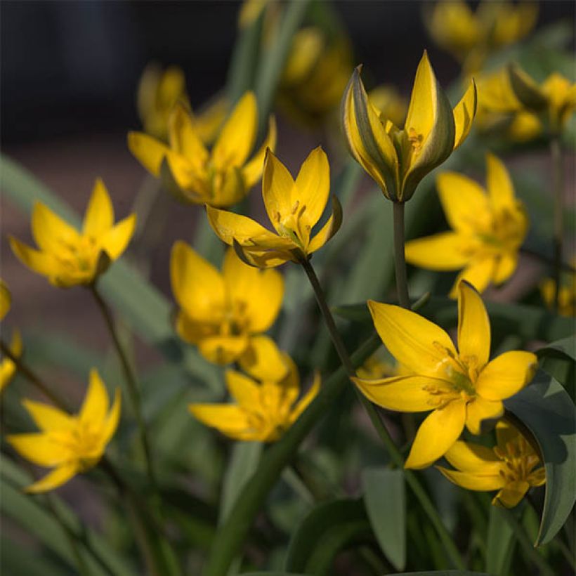 Tulipa neustruevae - Neustruews Tulpe (Flowering)