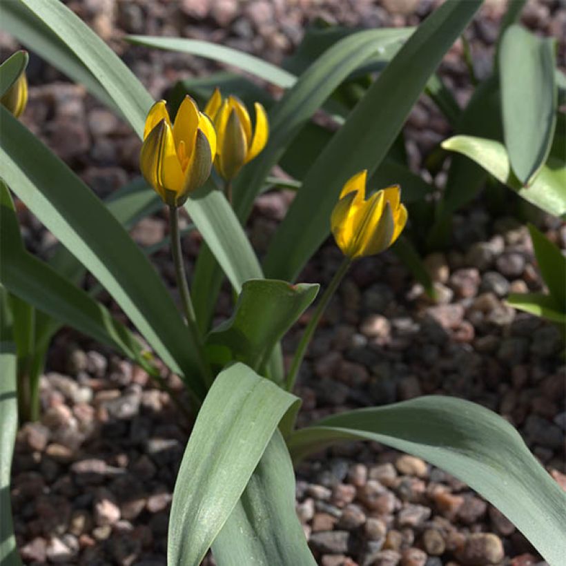 Tulipa neustruevae - Neustruews Tulpe (Plant habit)