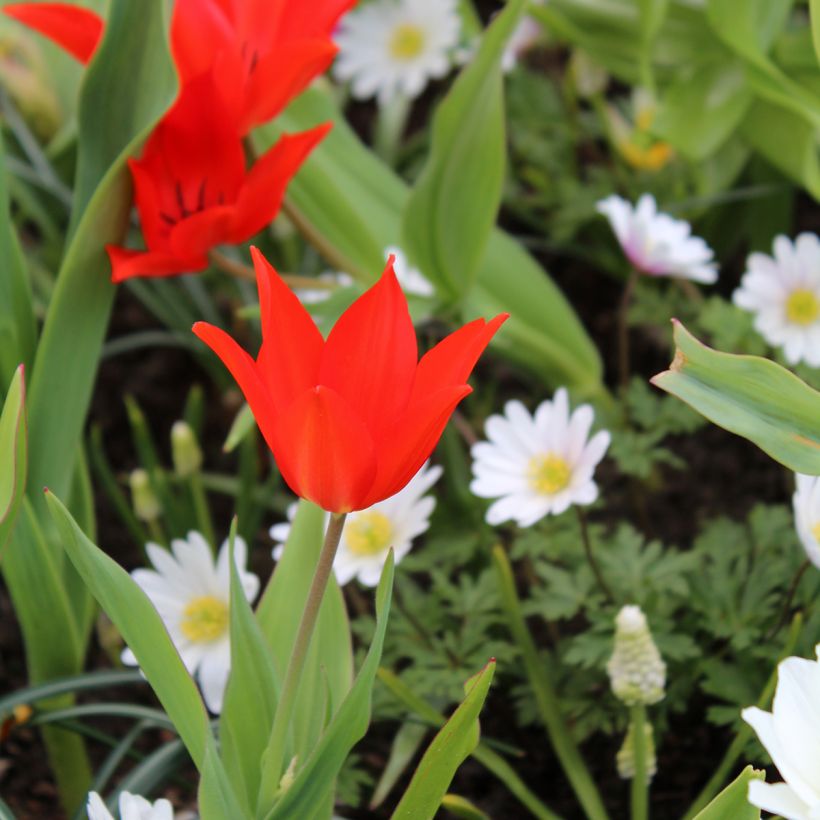 Tulipa praestans Fusilier - Vortreffliche Tulpe (Plant habit)