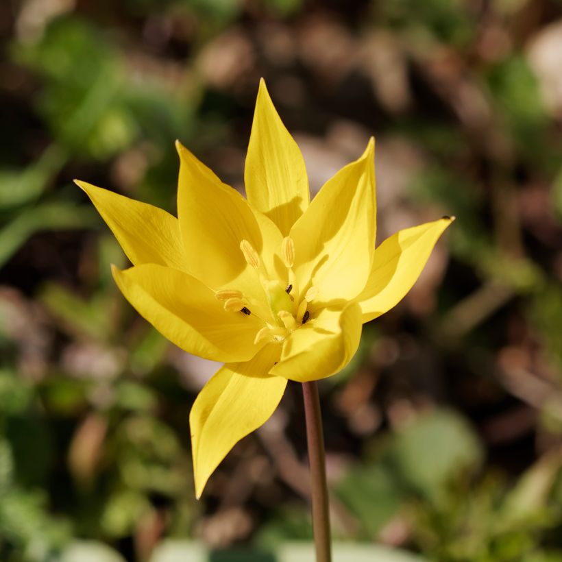 Tulipa sylvestris - Wilde Tulpe (Flowering)