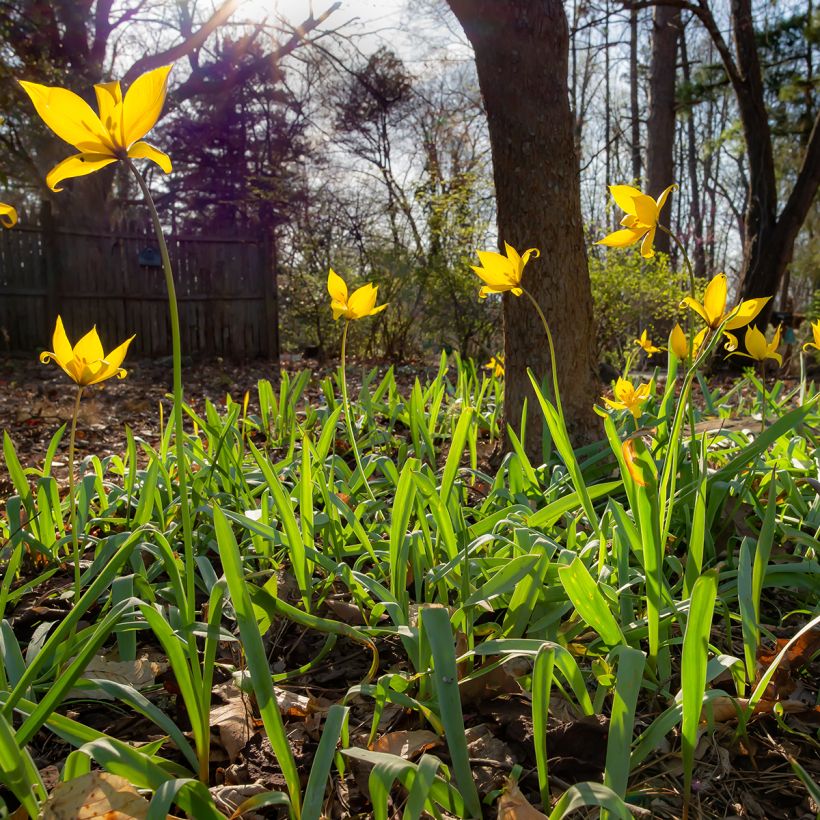 Tulipa sylvestris - Wilde Tulpe (Plant habit)