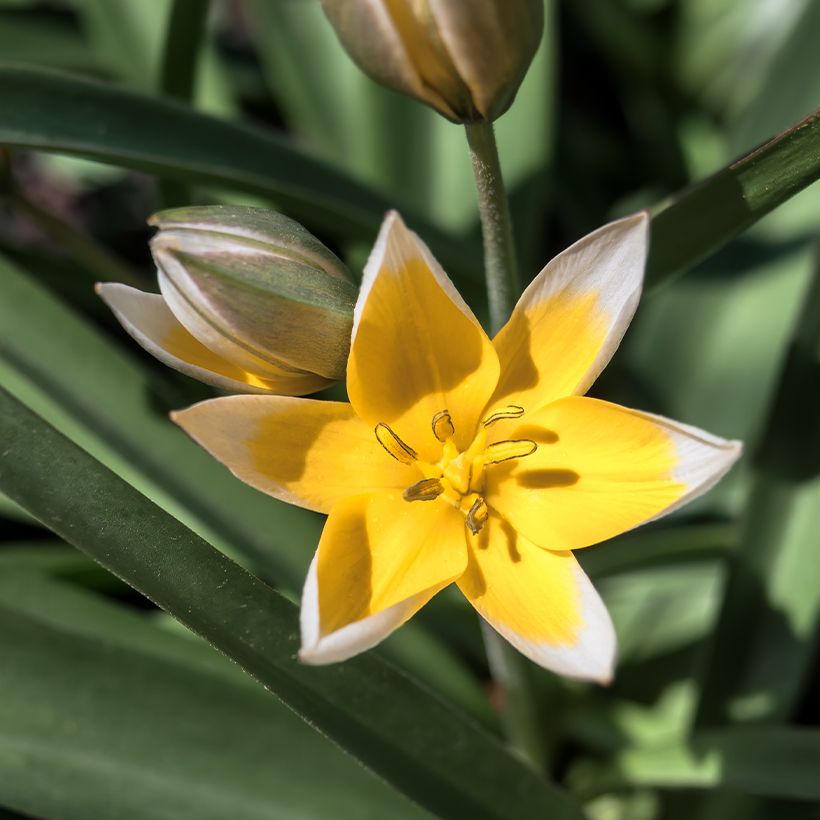 Tulipa tarda - Späte Tulpe (Flowering)