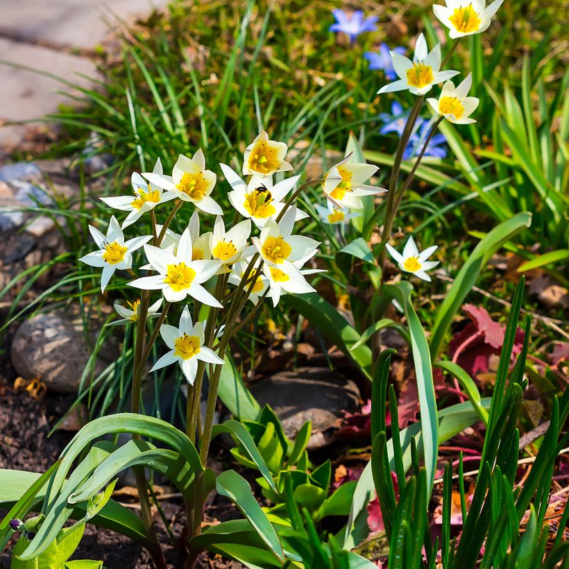 Tulipa turkestanica - Turkestan-Tulpe (Plant habit)