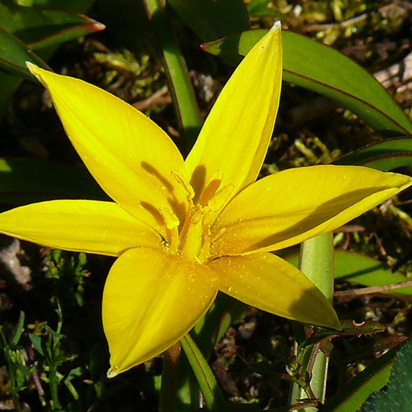 Tulipa urumiensis - Urumiens Tulpe (Flowering)