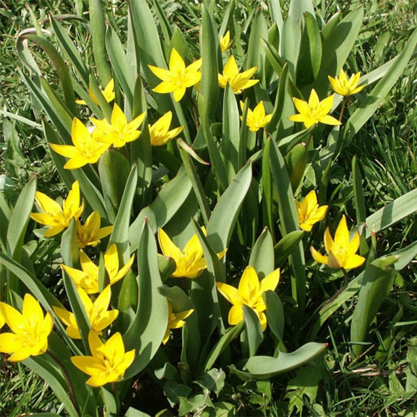 Tulipa urumiensis - Urumiens Tulpe (Plant habit)