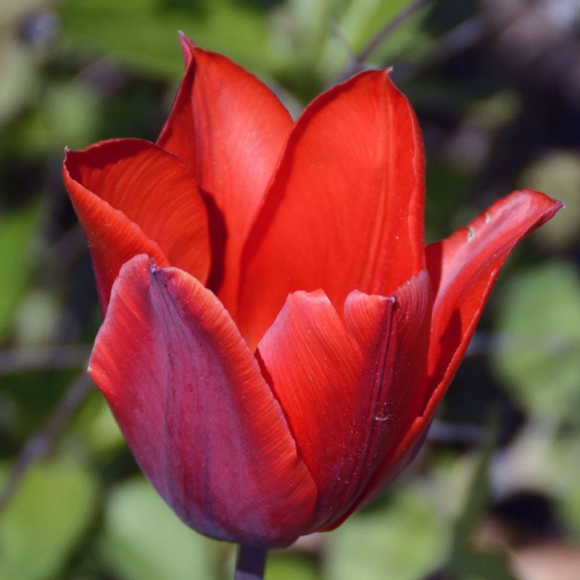 Frühe Einfache Tulpe Couleur Cardinal (Flowering)