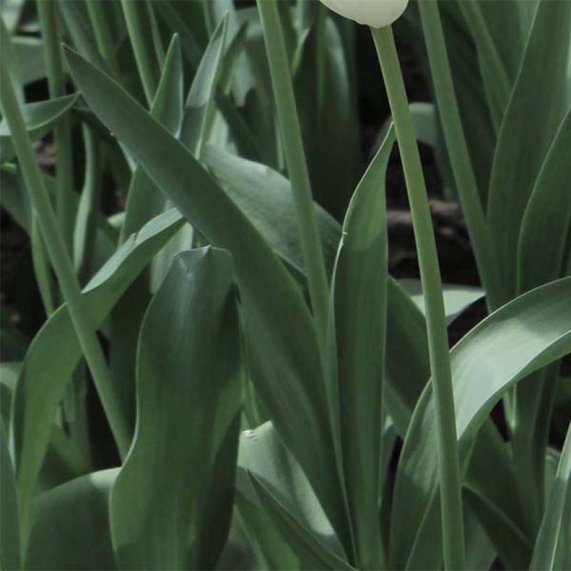 Darwin-Hybrid-Tulpe Cherry Delight (Foliage)