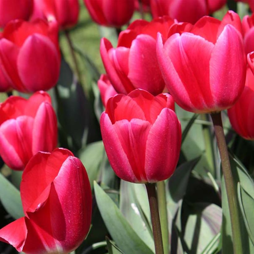 Darwin-Hybrid-Tulpe Cherry Delight (Flowering)