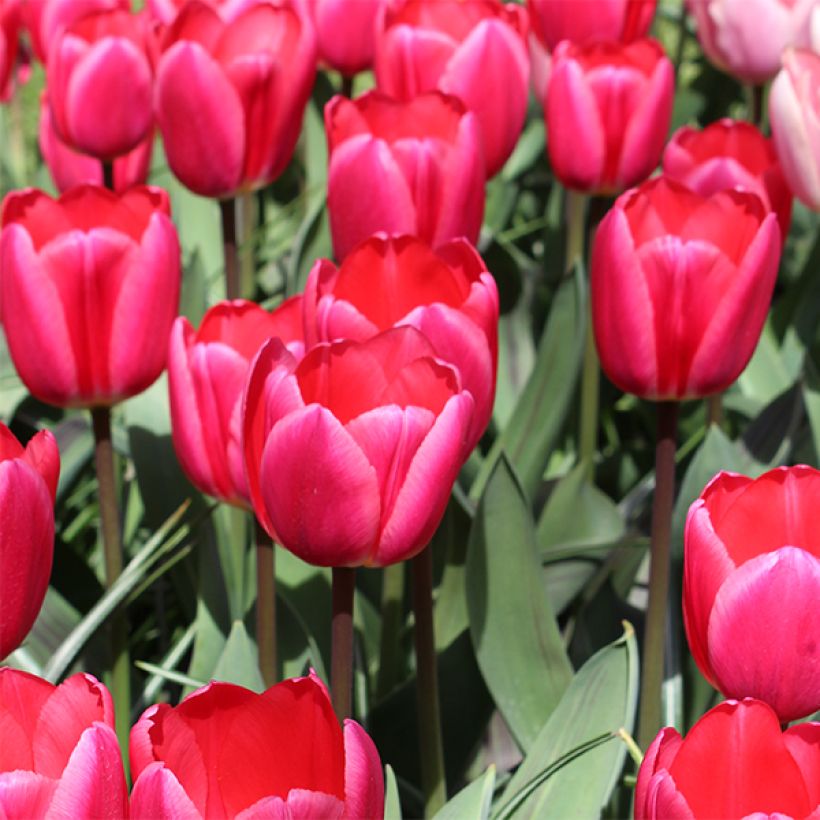 Darwin-Hybrid-Tulpe Rosy Delight (Flowering)