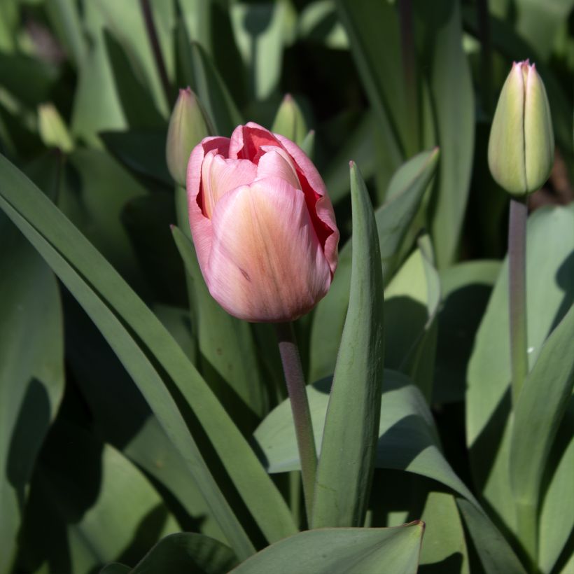 Darwin-Hybrid-Tulpe Pink Impression (Flowering)