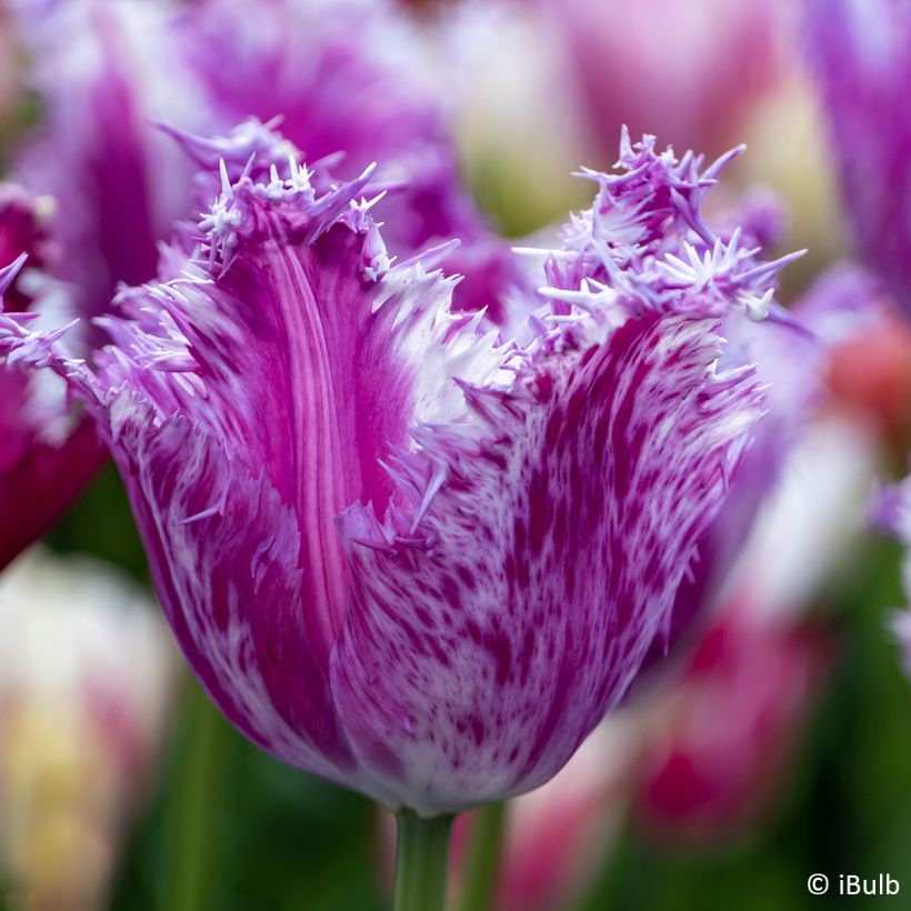 Gefranste Tulpe Purple Circus (Flowering)