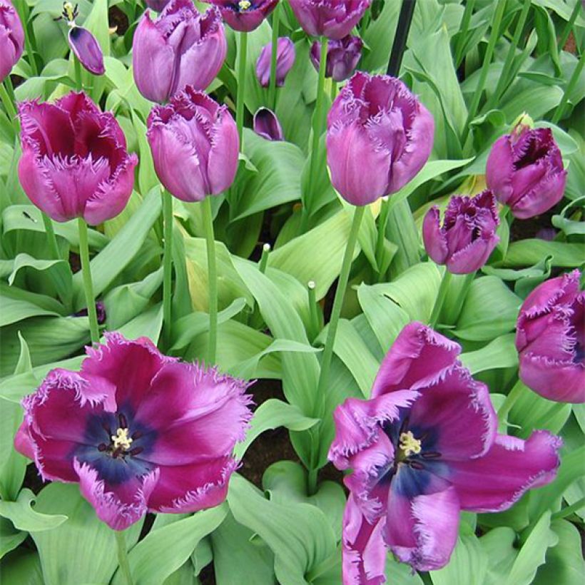 Gefranste Tulpe Curly Sue (Flowering)