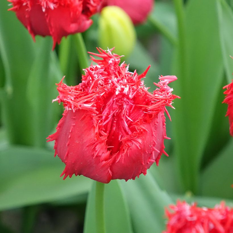 Gefranste Tulpe Barbados (Flowering)