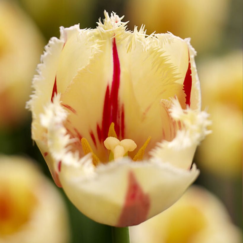 Gefranste Tulpe Carrousel (Flowering)