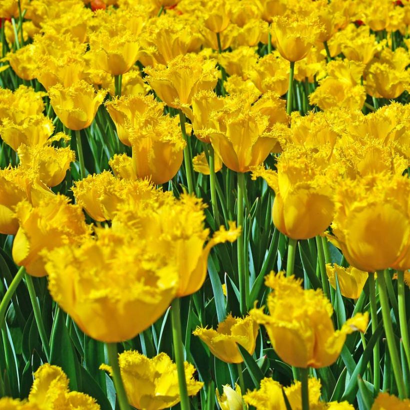 Gefranste Tulpe Hamilton (Flowering)