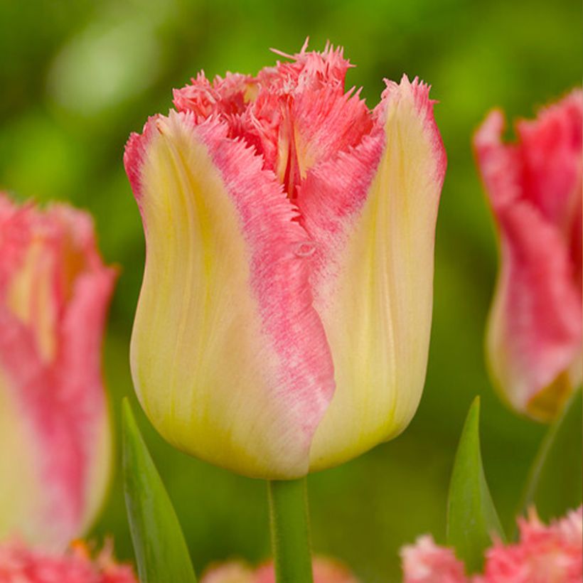 Gefranste Tulpe Lingerie (Flowering)