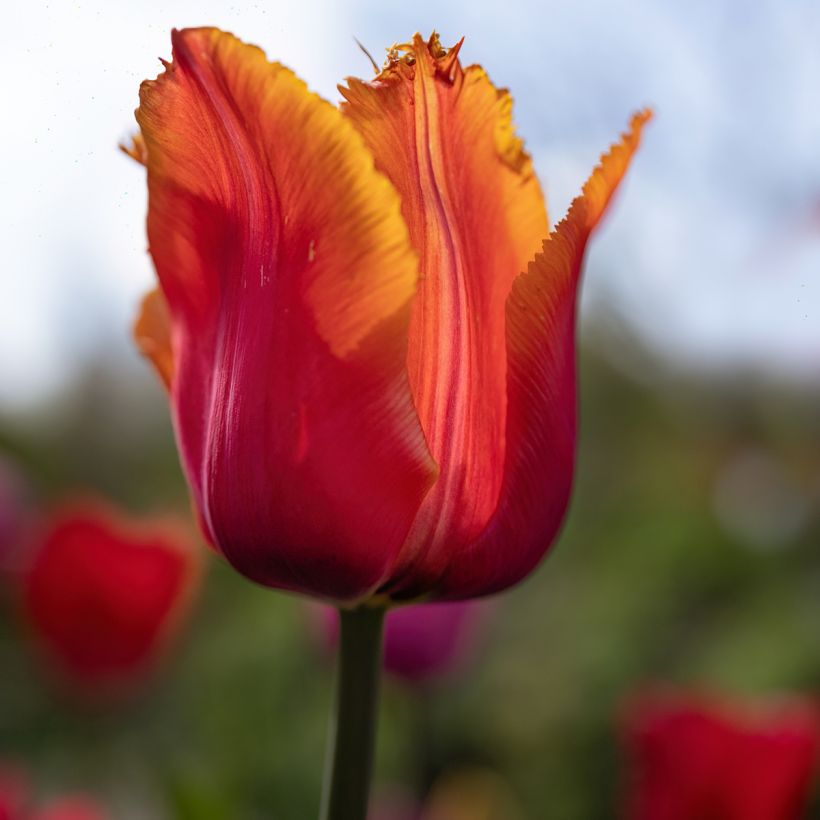 Gefranste Tulpe Louvre Orange (Flowering)