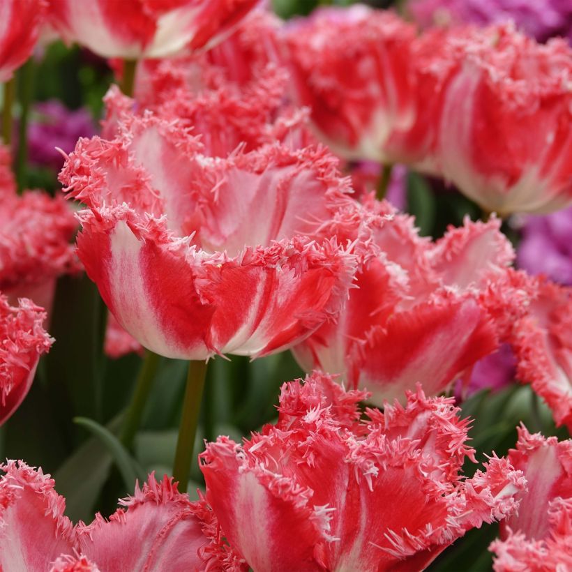 Gefranste Tulpe Néglige (Flowering)