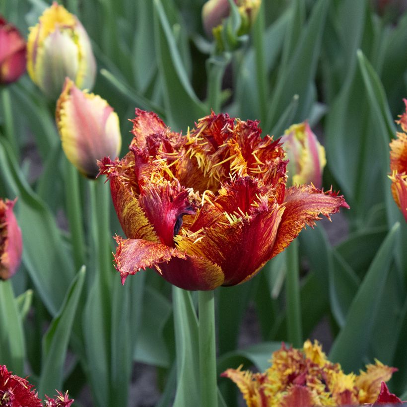 Gefranste Tulpe Bastia (Flowering)