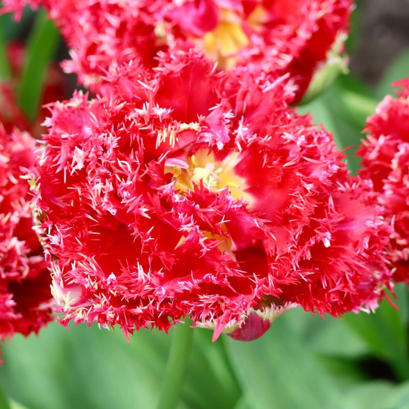 Gefranste Tulpe Qatar (Flowering)