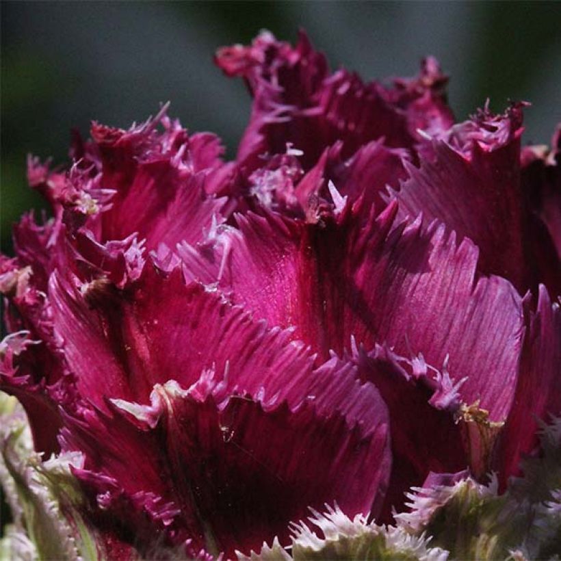 Gefranste Tulpe Purple Tower (Flowering)