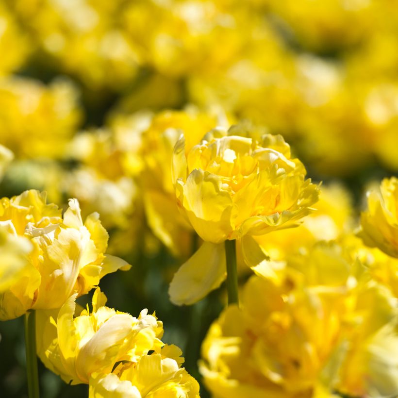 Frühe Gefüllte Tulpe Yellow Margarita (Flowering)
