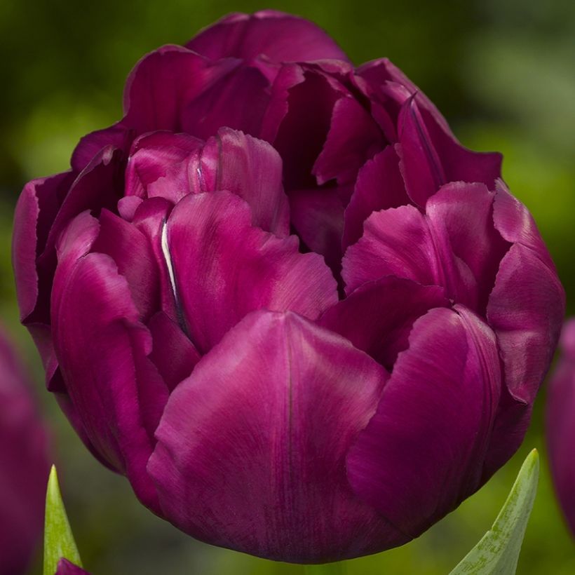 Frühe Gefüllte Tulpe Alison Bradley (Flowering)