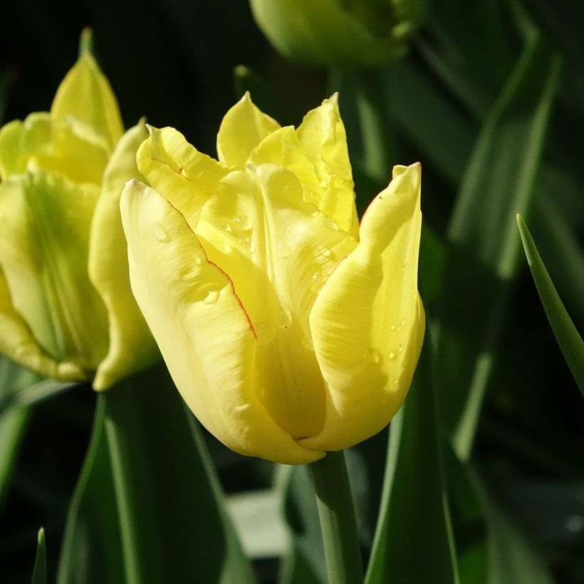 Frühe Gefüllte Tulpe Aquilla (Flowering)