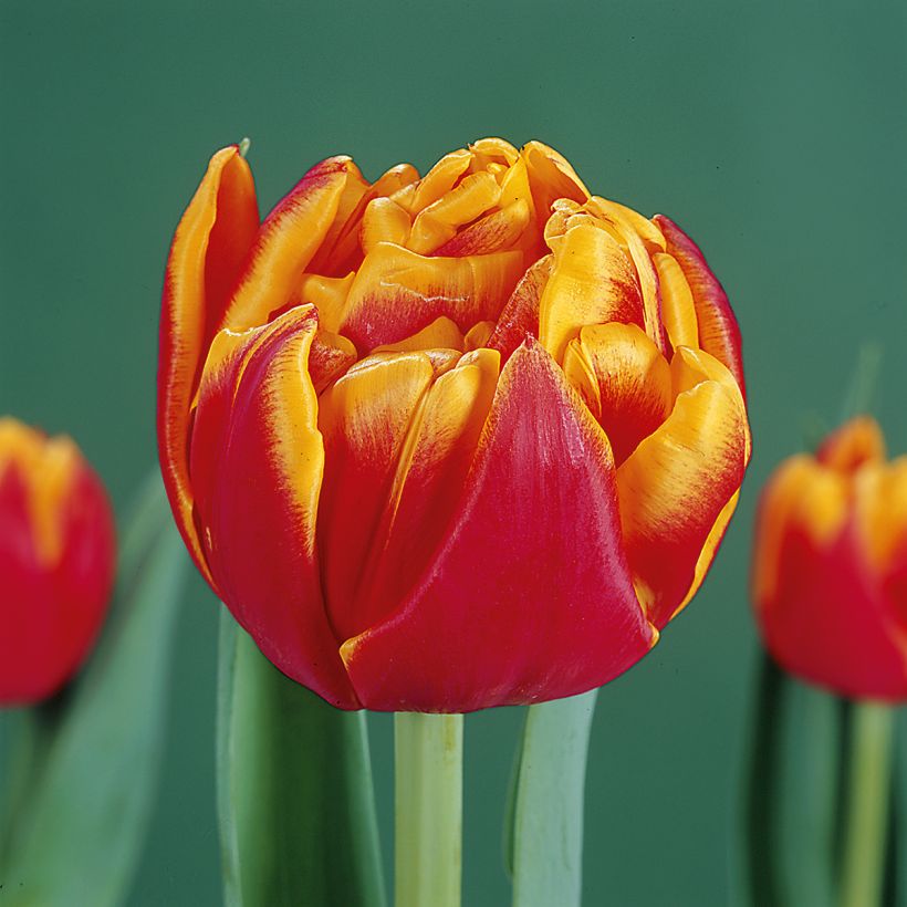 Frühe Gefüllte Tulpe Cilesta (Flowering)